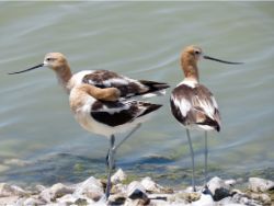 American Avocets